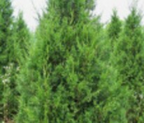 Можжевельник китайский Кетелери (Juniperus chinensis 'Keteleeri')