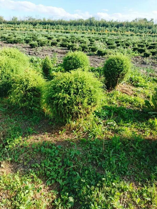 Можжевельник обыкновенный (Juniperus communis)