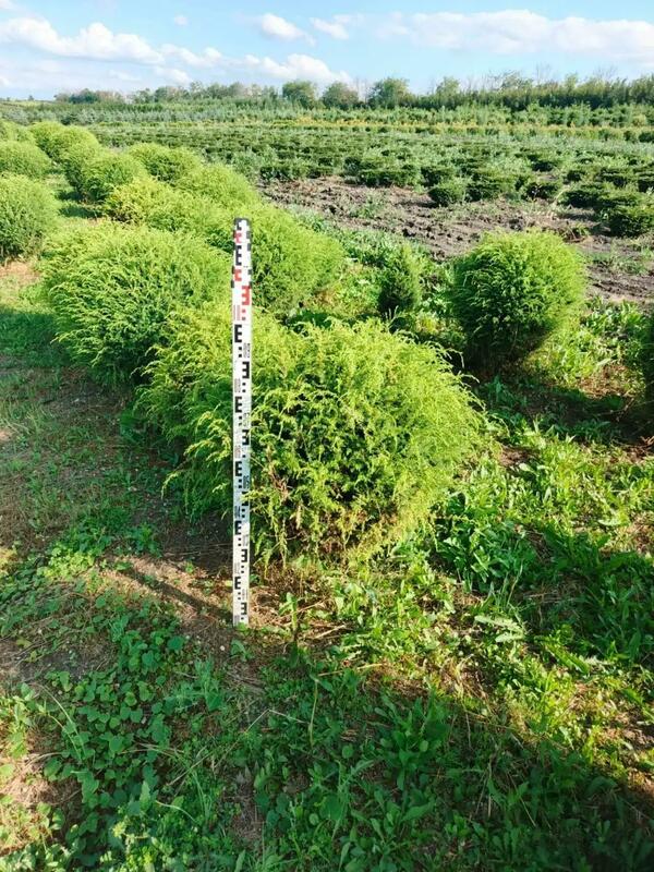 Можжевельник обыкновенный (Juniperus communis)