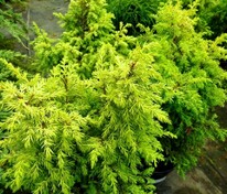 Можжевельник обыкновенный (Juniperus communis)