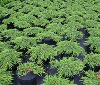 Можжевельник обыкновенный Грин Карпет (Juniperus communis 'Green Carpet')