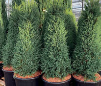 Можжевельник обыкновенный Хиберника (Juniperus communis 'Hibernica')