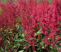 Астильба японская Ред Сентинел (Astilbe japonica 'Red Sentinel')
