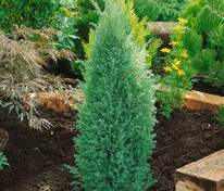 Можжевельник обыкновенный Суецика (Juniperus communis 'Suecica')