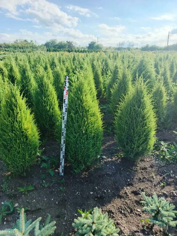 Можжевельник обыкновенный Арнольд (Juniperus communis 'Arnold')