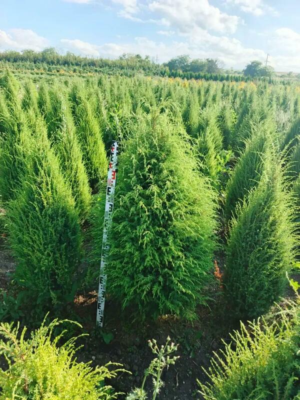 Можжевельник обыкновенный Арнольд (Juniperus communis 'Arnold')