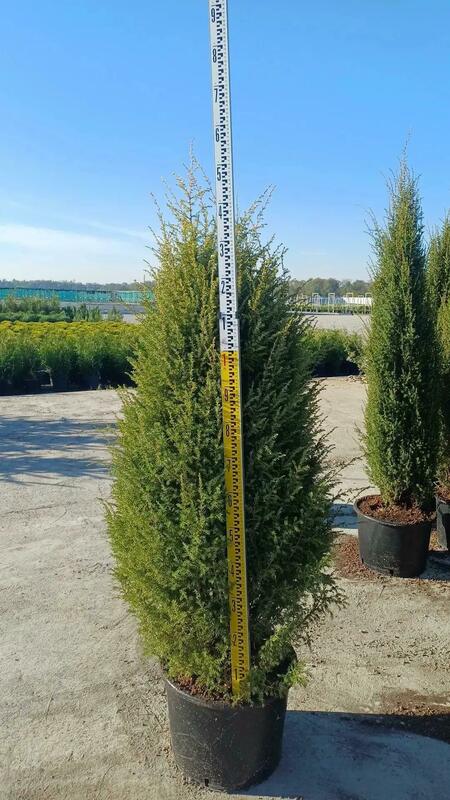Можжевельник обыкновенный Арнольд (Juniperus communis 'Arnold')