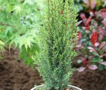 Можжевельник обыкновенный Арнольд (Juniperus communis 'Arnold')