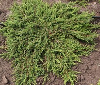 Можжевельник обыкновенный Репанда (Juniperus communis 'Repanda')
