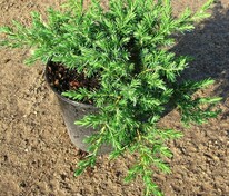 Можжевельник прибрежный Блю Пацифик (Juniperus conferta 'Blue Pacific')