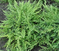 Можжевельник прибрежный Шлягер (Juniperus conferta 'Schlager')
