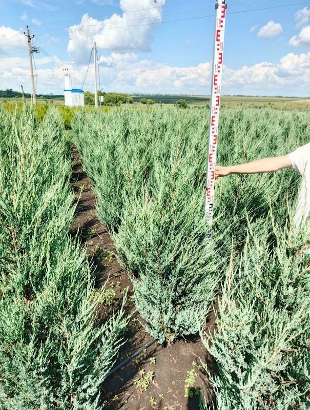 Можжевельник скальный Блю Эрроу (Juniperus scopulorum 'Blue Arrow')