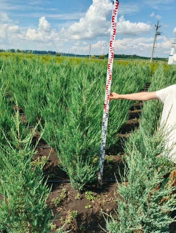 Можжевельник скальный Блю Эрроу (Juniperus scopulorum 'Blue Arrow')