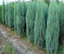 Можжевельник скальный Блю Эрроу (Juniperus scopulorum 'Blue Arrow')