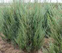 Можжевельник скальный Моффет Блю (Juniperus scopulorum 'Moffat Blue')