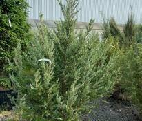 Можжевельник скальный Мунглоу (Juniperus scopulorum 'Moonglow')