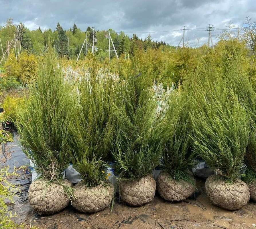 Можжевельник скальный Скайрокет (Juniperus scopulorum 'Skyrocket')