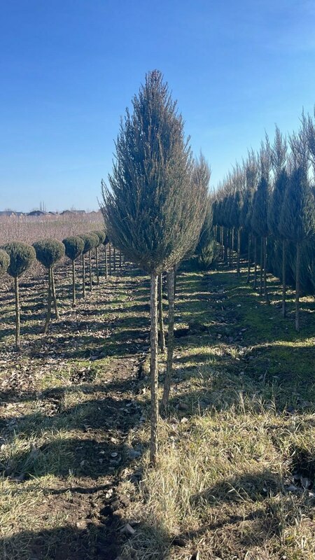 Можжевельник скальный Скайрокет (Juniperus scopulorum 'Skyrocket')