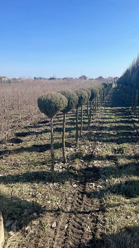 Можжевельник скальный Скайрокет (Juniperus scopulorum 'Skyrocket')