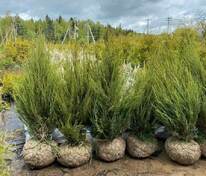 Можжевельник скальный Скайрокет (Juniperus scopulorum 'Skyrocket')