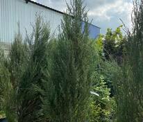 Можжевельник скальный Фишт (Juniperus scopulorum 'Fisht')