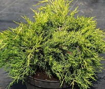 Можжевельник средний Голд Кост (Juniperus x pfitzeriana 'Gold Coast')