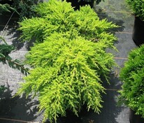 Можжевельник средний Голд Стар (Juniperus x pfitzeriana 'Gold Star')