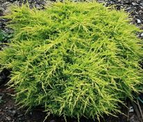 Можжевельник средний Голдкиссен (Juniperus x pfitzeriana 'Goldkissen')
