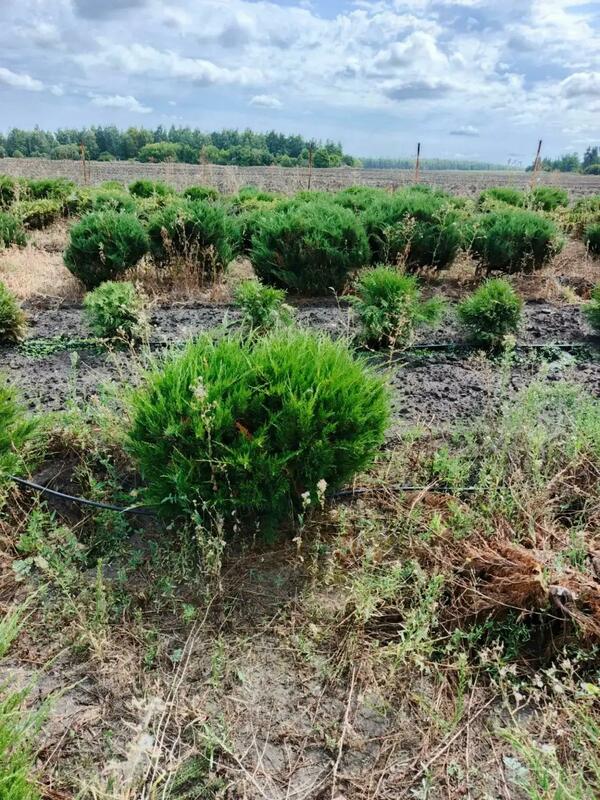 Можжевельник средний Минт Джулеп (Juniperus x pfitzeriana 'Mint Julep')