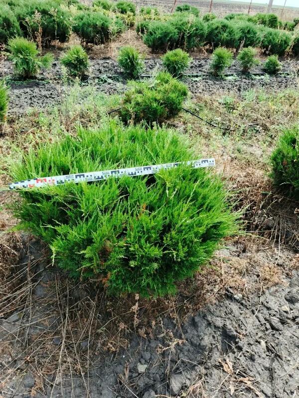 Можжевельник средний Минт Джулеп (Juniperus x pfitzeriana 'Mint Julep')