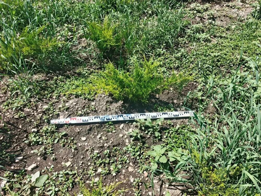 Можжевельник средний Минт Джулеп (Juniperus x pfitzeriana 'Mint Julep')