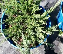 Можжевельник средний Минт Джулеп (Juniperus x pfitzeriana 'Mint Julep')