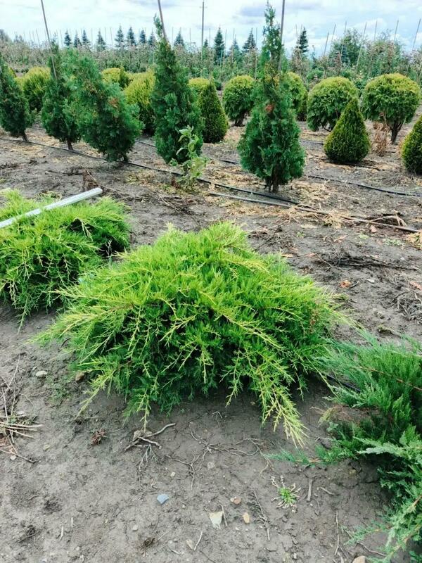 Можжевельник средний Олд Голд (Juniperus x pfitzeriana 'Old Gold')