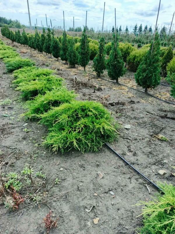 Можжевельник средний Олд Голд (Juniperus x pfitzeriana 'Old Gold')