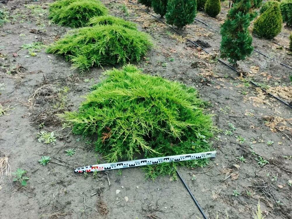 Можжевельник средний Олд Голд (Juniperus x pfitzeriana 'Old Gold')