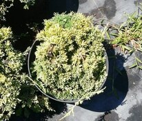 Можжевельник средний Олд Голд (Juniperus x pfitzeriana 'Old Gold')