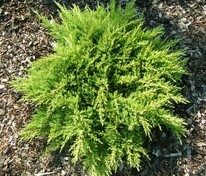 Можжевельник средний Пфитцериана Компакта (Juniperus x pfitzeriana 'Pfitzeriana Compacta')