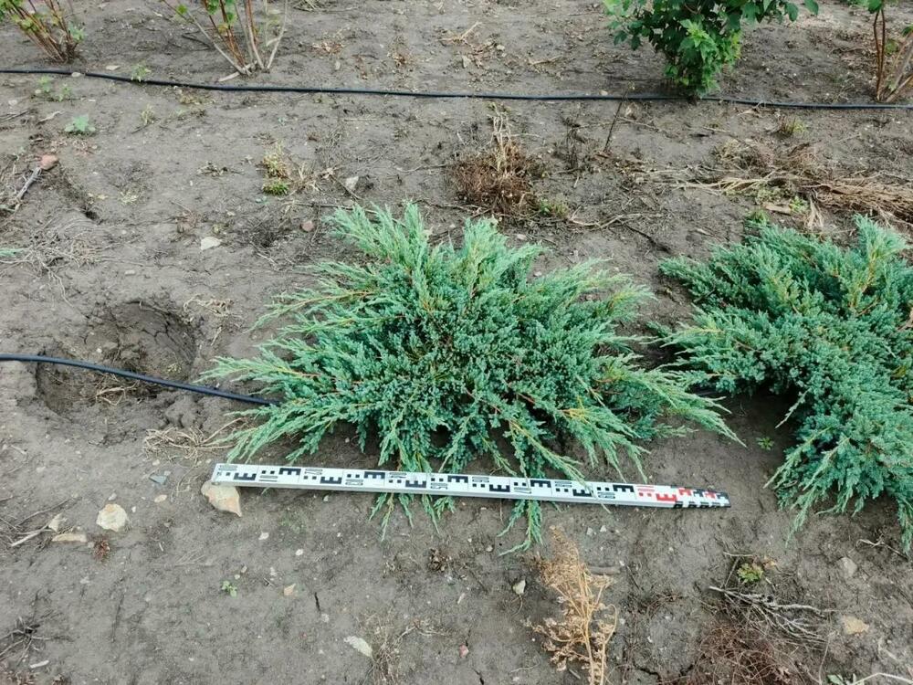 Можжевельник чешуйчатый Блю Карпет (Juniperus squamata 'Blue Carpet')
