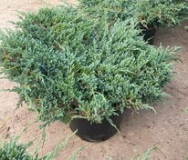 Можжевельник чешуйчатый Блю Карпет (Juniperus squamata 'Blue Carpet')