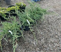 Можжевельник чешуйчатый Блю Компакт (Juniperus squamata 'Blue Compact')