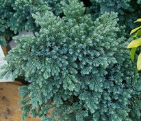 Можжевельник чешуйчатый Блю Стар (Juniperus squamata 'Blue Star')