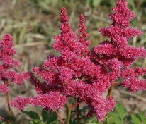 Астильба японская Бремен (Astilbe japonica 'Bremen')