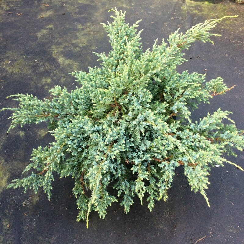 Можжевельник чешуйчатый Холгер (Juniperus squamata 'Holger')