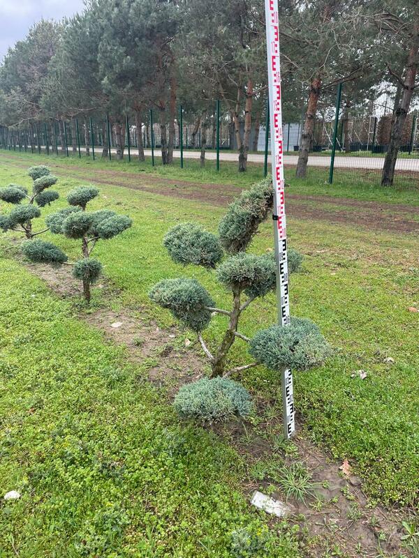 Можжевельник чешуйчатый Холгер (Juniperus squamata 'Holger')
