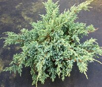 Можжевельник чешуйчатый Холгер (Juniperus squamata 'Holger')