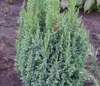 Можжевельник чешуйчатый Лодери (Juniperus squamata 'Loderi')