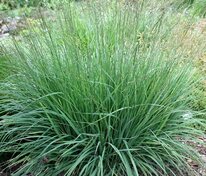 Молиния голубая Эдит Дудшус (Molinia caerulea 'Edith Dudszus')