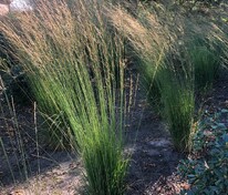 Молиния голубая Хайдебраут (Molinia caerulea 'Heidebraut')