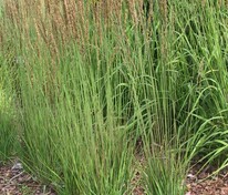 Молиния голубая Моорхексе (Molinia caerulea 'Moorhexe')