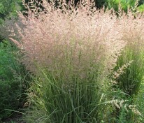 Молиния тростниковая Фонтан (Molinia arundinacea 'Fontane')